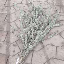 Lav grene - Pyntegrønt med lav